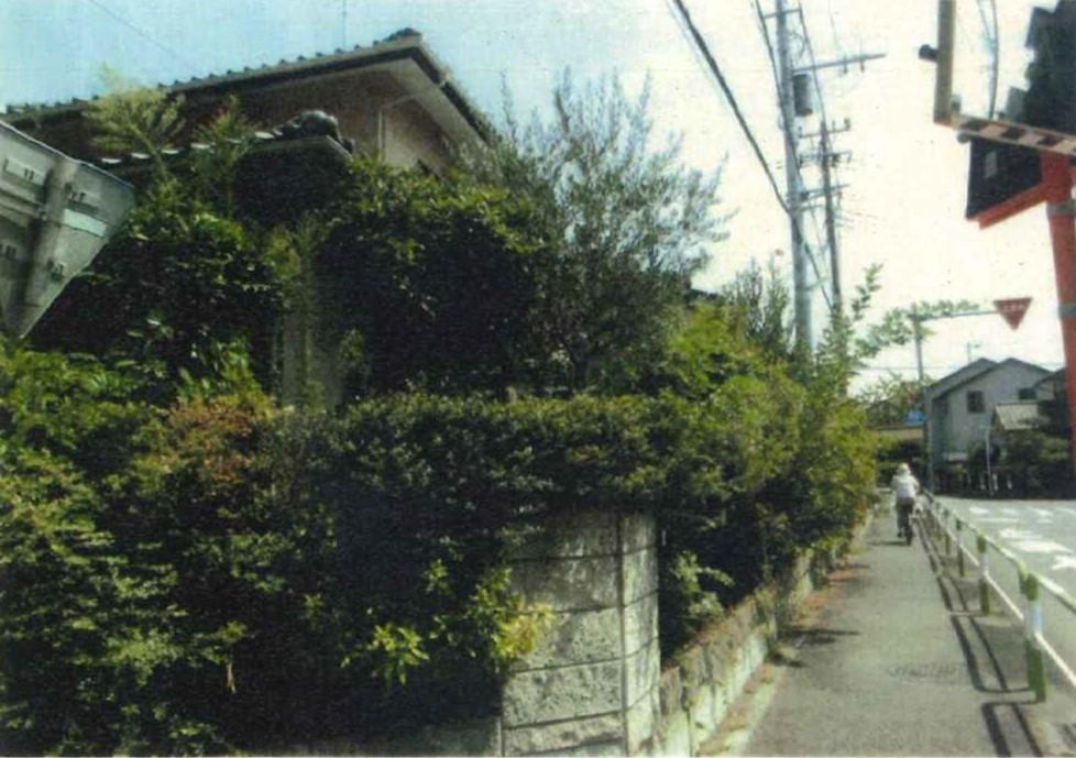 庭木の剪定伐採 画像1