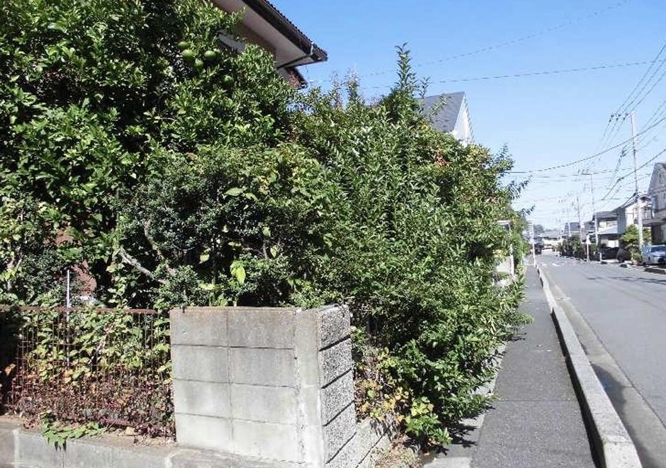 庭木の伐採 画像4